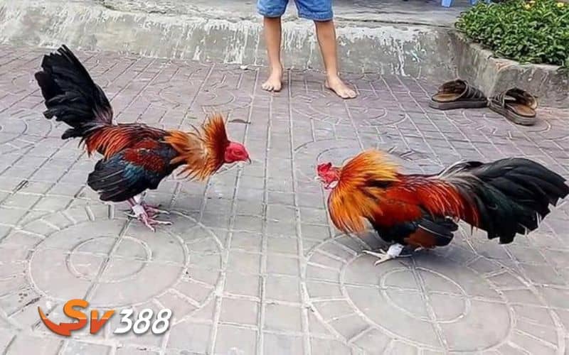 Gà đá bo lớn là những chiến kê có thân hình vạm vỡ và lối đá hay